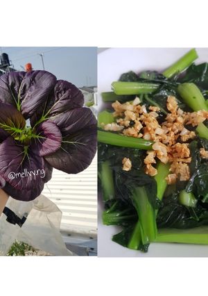 Foto resep Tumis pakcoy ungu hidroponik