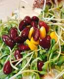 Salad rau mầm đậu đỏ
