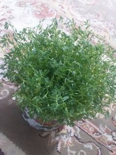 عکسی از دستور سبزه عید 💞