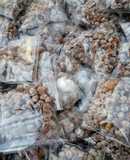 Sugar coated tiger nuts