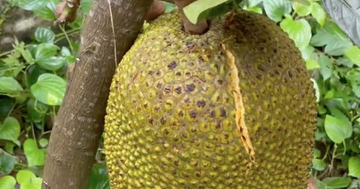 Jackfruit Recipe By Minh Hayes