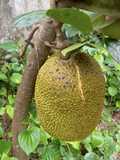 Jackfruit