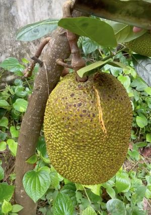 Hình của món Mít.