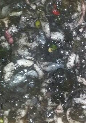 Foto resep Cumi tinta hitam