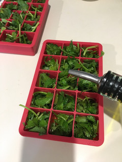 Una foto de Conservando el Cilantro en Oliva