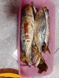 Cuek kembung / pindang
