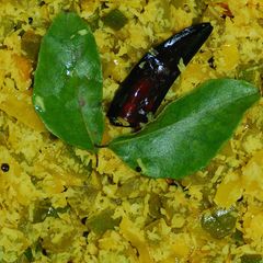 A picture of Padavalanga (snakegourd) thoran.