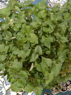 عکسی از دستور سبزه لوبیا