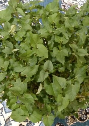 عکسی از دستور سبزه لوبیا