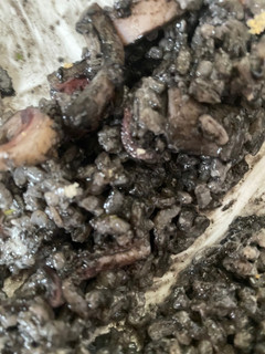 Una foto de Arroz negro con maganos y Ali-oli