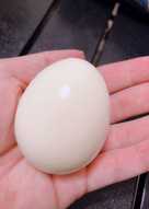 大同電鍋 - 水煮蛋