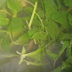 รูปของ Sayur bayam bening