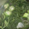 Sayur Bayam Bening