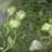 Sayur Bayam Bening