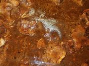 A picture of beef salsa