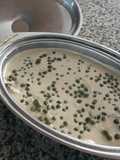 Vitel Tone