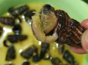 Foto resep Masak santan cabe rawit siput hisap/sedut/mata merah