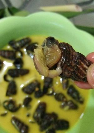 Foto resep Masak santan cabe rawit siput hisap/sedut/mata merah