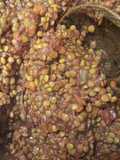 Ragù di Lenticchie