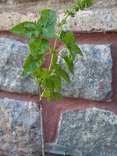 Una foto de Pesto con albahaca