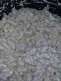 Salsa alfredo para pastas