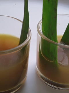 कक्षम किंवा कक्षायण (टी ऑफ ओरिसा) (tea of orissa recipe in marathi) रेसिपी चे मुख्य फोटो