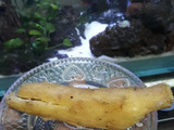Tumis Singkong