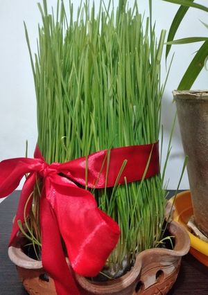 عکسی از دستور سبزه گندم
