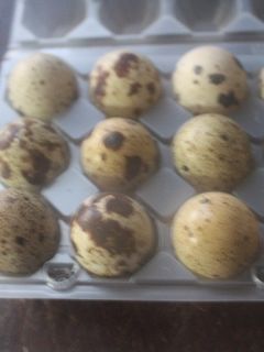 Una foto de Huevos de codorniz