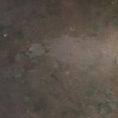 A picture of Mash chane ki daal.