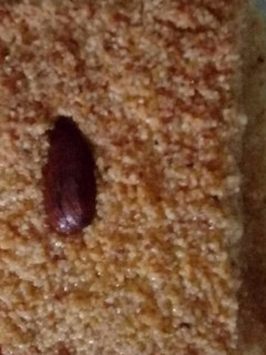 صورة لوصفة قلب اللوز