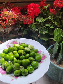 عکسی از دستور هلی کتنی(گوجه سبز با نعنا)
