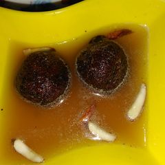 A picture of Roti Gulabjamun.