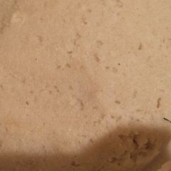 A picture of Ugali.