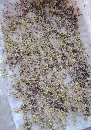 Una foto de Germen de Chía,🌱🌱🌱