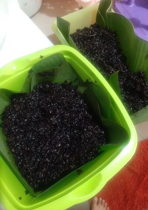 Foto resep Tape Ketan Hitam