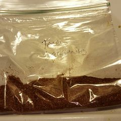 A picture of Taco Seasoning .