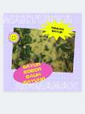 Sayur bobor daun bayung