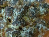 طاجين سلق