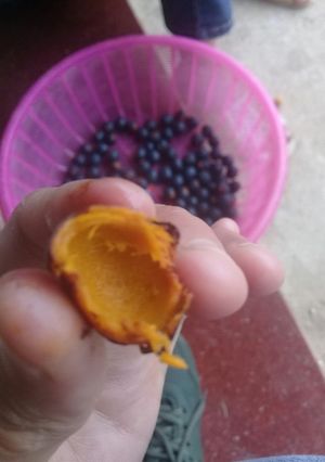 Hình của món Quả mác liềng (vùng núi).
