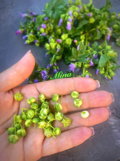 عکسی از دستور فطیرجه گیاه پنیرک (توله)