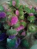 Cuajo vegetal