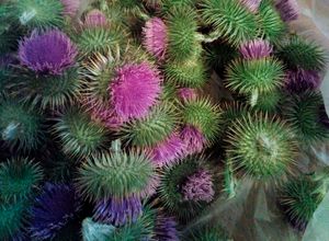 Una foto de Cuajo vegetal