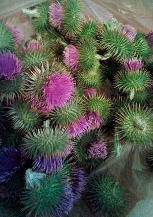 Una foto de Cuajo vegetal