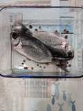 Pesce occhiata in forno