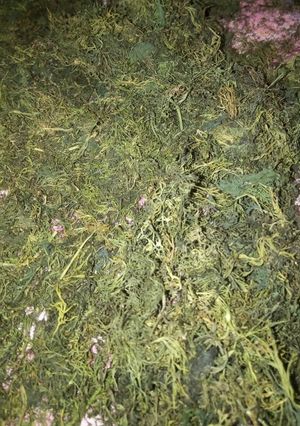 عکسی از دستور خشک کردن شوید 👌