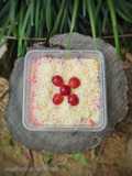 Salad Buah Cimory