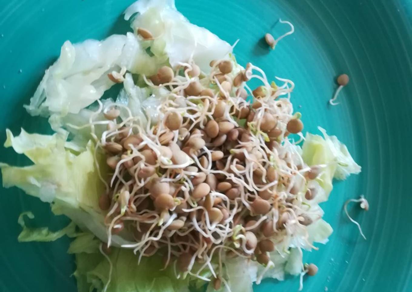 Ensalada sencilla de lechuga con lentejas germinadas