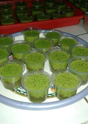 Foto resep Pudding ijo lumut