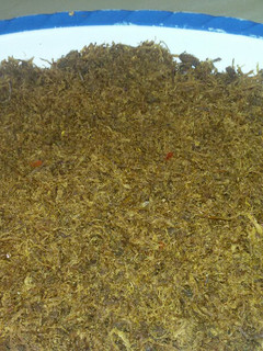 A picture of Dambun nama.